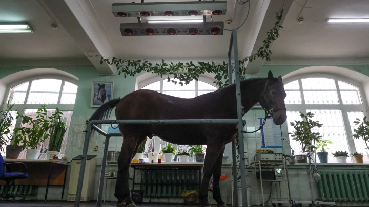 В Сочи найден владелец истощенной лошади: зоозащитники опасаются за судьбу животного