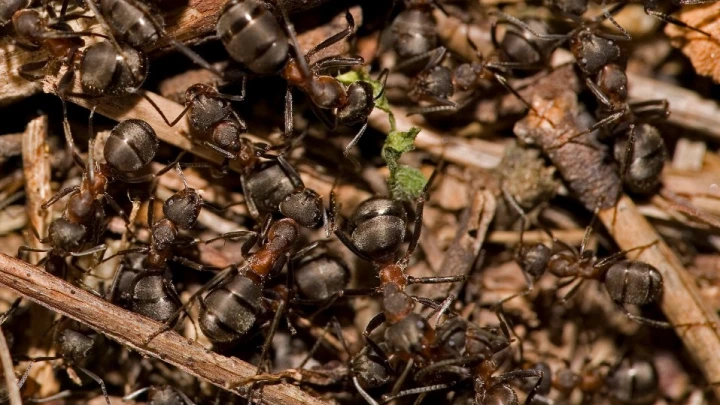 Началось вторжение в Британию. Атакуют супермуравьи