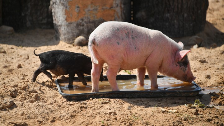 В Великобритании обнаружен первый случай заболевания человека штаммом свиного гриппа H1N2