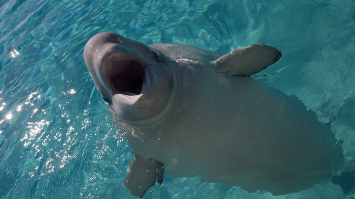 Чудо-юдо рыба кит: В Норвегии обеспокоились из-за русского кита-шпиона Путина