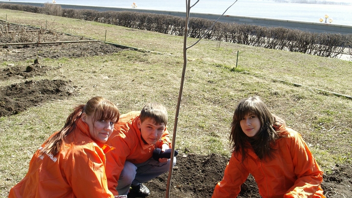 В Петербурге озеленят пять скверов, высадив около 500 саженцев деревьев