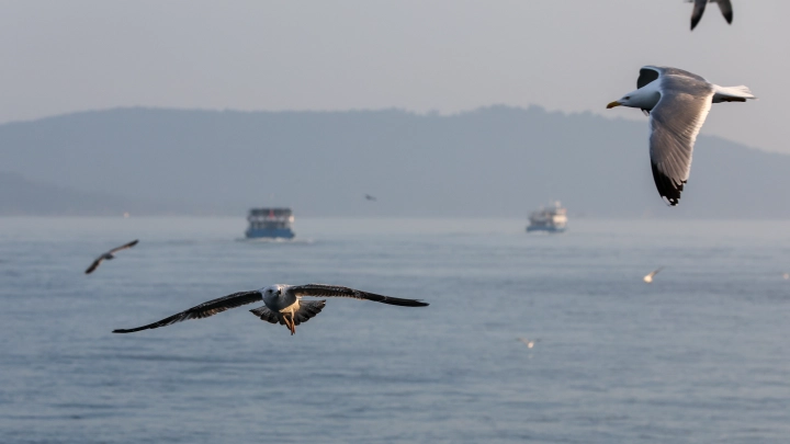 Последнее сообщение пропавшего в Турции пловца: Родные на фоне слухов о бегстве раскрыли новые данные