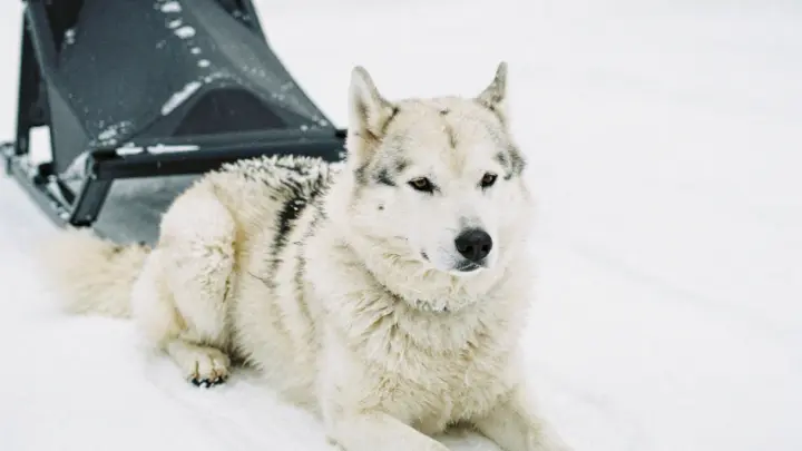 В Гренландии собака украла камеру у журналистов и сняла видео