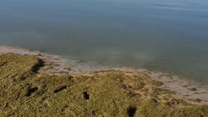 Стало известно, почему море в Анапе зацвело на месяц позже