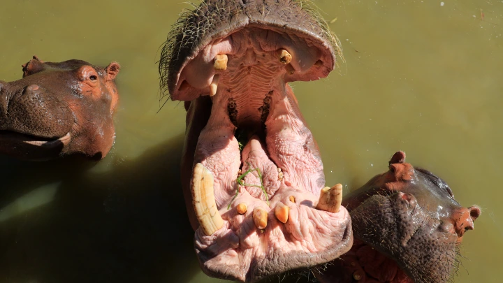 Вспышка сибирской язвы в заповеднике: Погибло около полусотни бегемотов