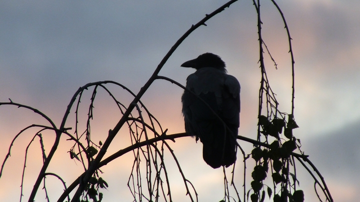 Вороны устраивают похороны мертвецов. Это чистая правда