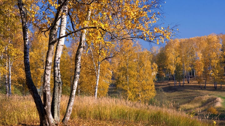 Спасатели три дня искали пенсионерку, заблудившуюся в лесу