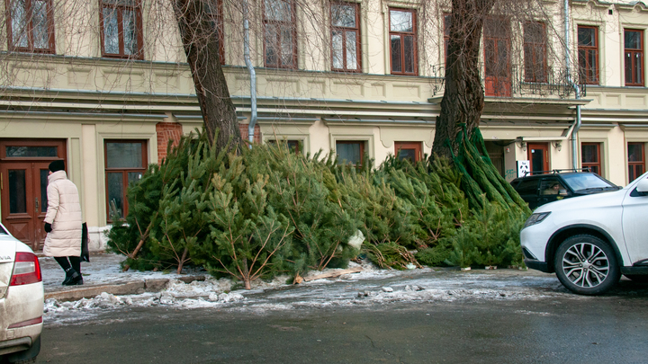 В Новосибирск привезли первые живые ёлки на Новый год