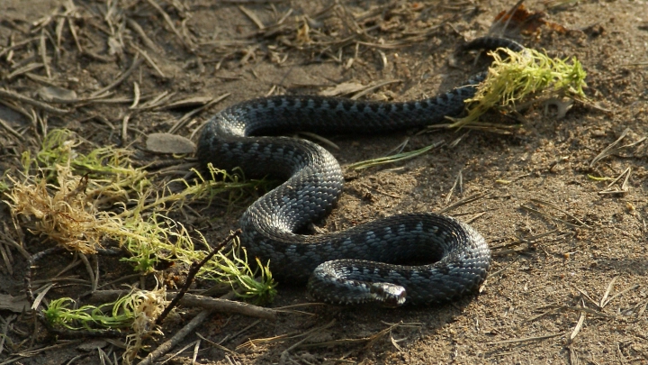 Рассадник древнего зла: В Подмосковье змеиная аномалия взволновала учёных