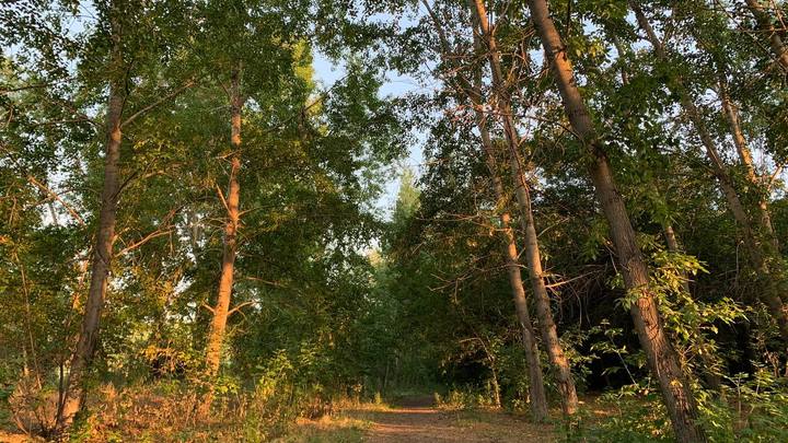 В Самаре ввели карантин из-за опасного паразита