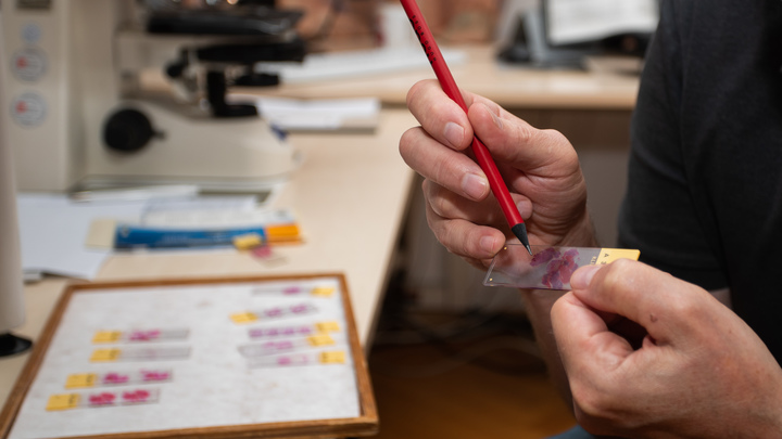 Омикрон пришёл не один. В ЕС нашли нетипичную комбинацию мутаций коронавируса