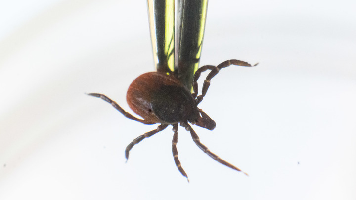 Тошнота, рвота и сыпь: Клещи могут принести опасную аллергию