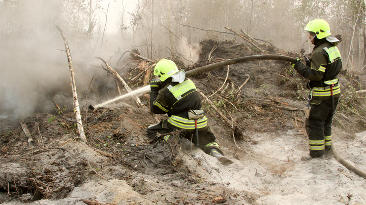 Эколог назвал неожиданную версию роста числа лесных пожаров. Без коров не обошлось