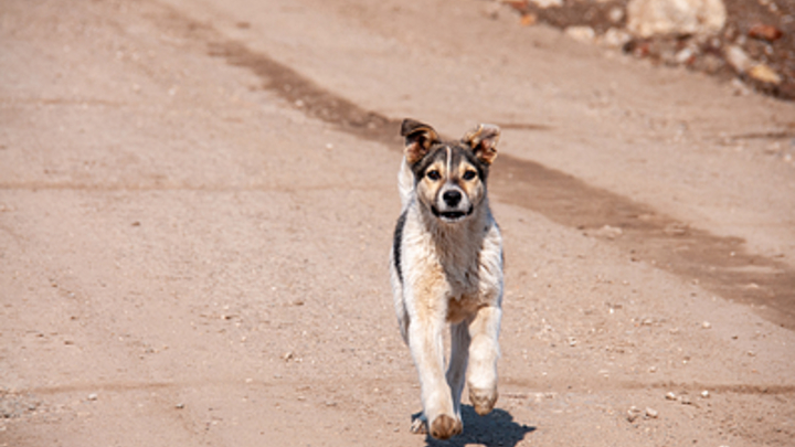 Следователи организовали проверку из-за нападений стаи бродячих собак в Чите