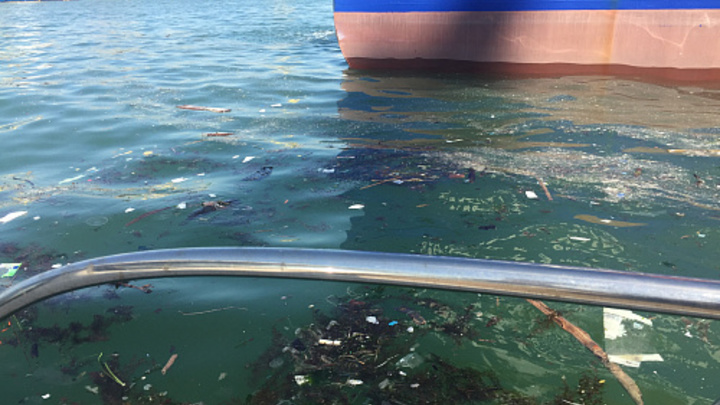 С торгового порта Новороссийска хотят взыскать 20 млн рублей за загрязнение Чёрного моря