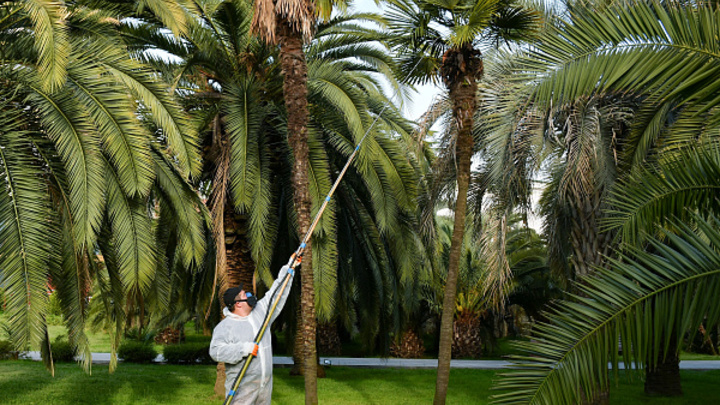 В Сочи более 20 млн рублей направили на борьбу с вредителями пальм