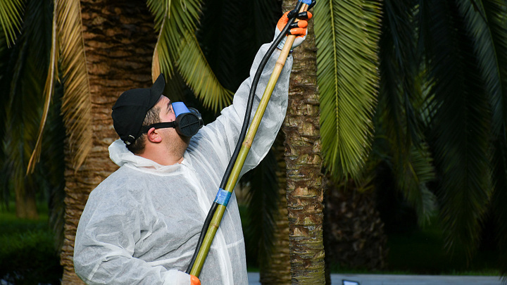 В Сочи начали сезонную обработку  пальм от вредителей