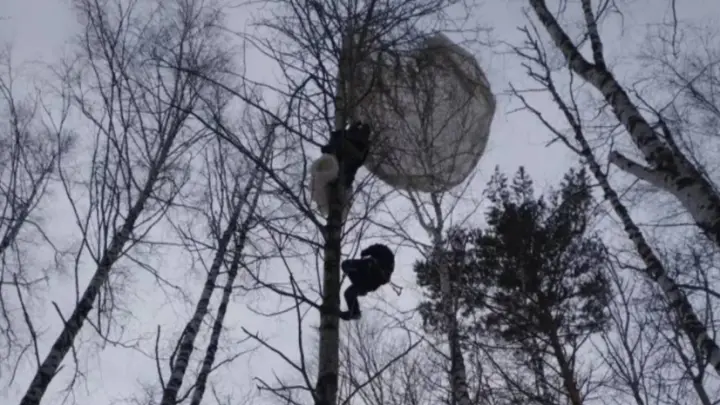 Парашютист повис на дереве в Томской области