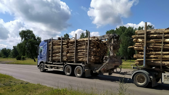 Сотрудники колонии задержаны по делу о вырубке леса в Нижегородской области