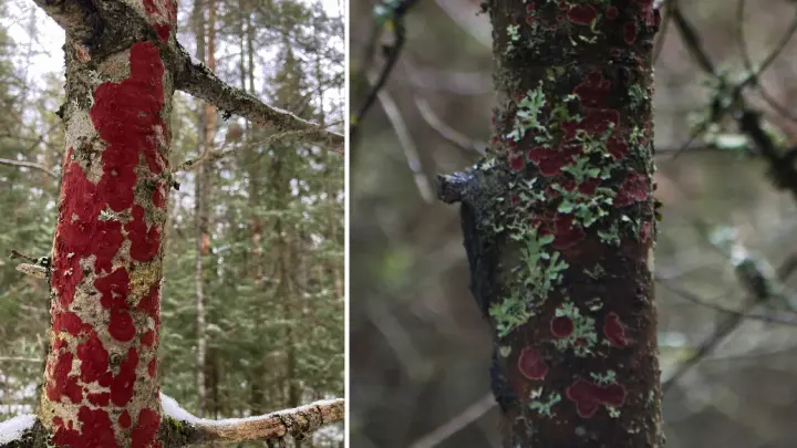 Кровавые пятна на стволах: в челябинском нацпарке объяснили загадочное явление