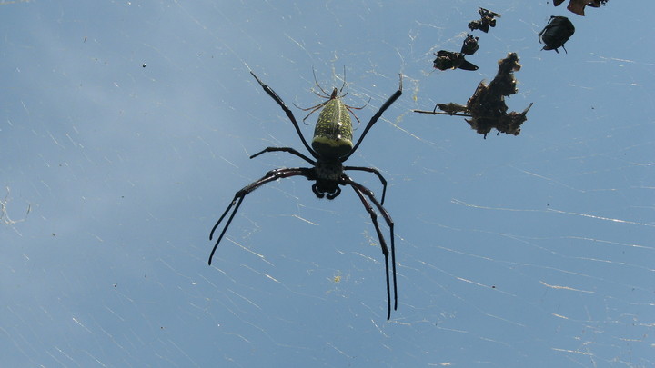 В чайных пакетиках найдены останки неизвестных существ: Учёный предупреждает