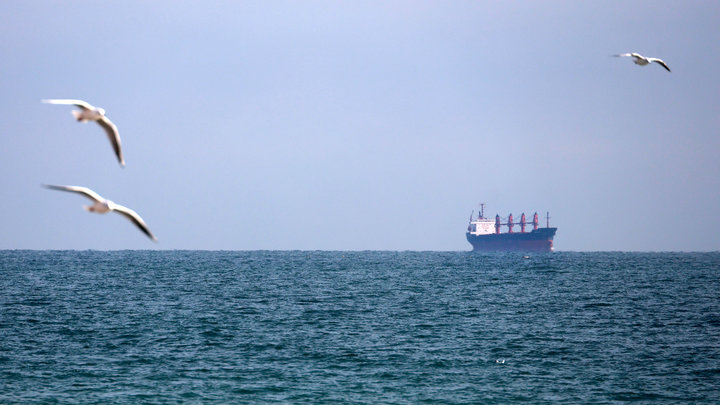 Дельфины в Анапе погибли не от мазута. Эколог об угрозе массового мора: Нам очень повезло