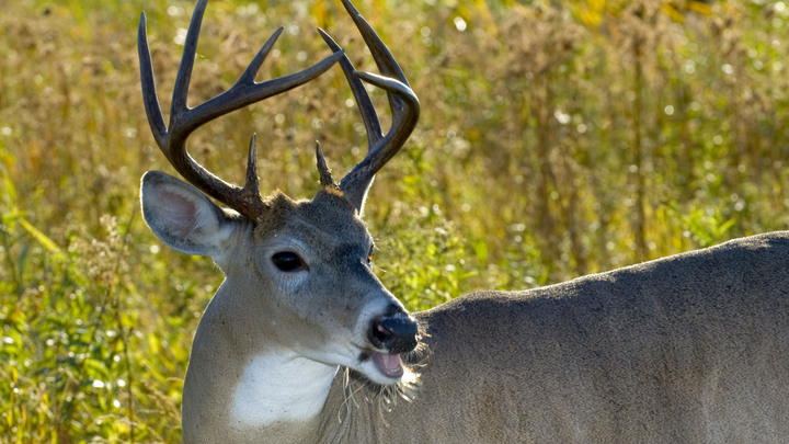 Рогатый резервуар для ковида напугал учёных в США: Это поменяет правила игры