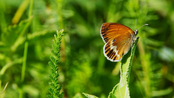 Science Daily: маленькие бабочки Painted Lady пересекли Атлантику за неделю