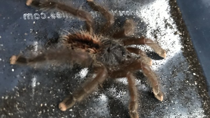 Посетителей нацпарка Сочи предупредили о проснувшихся тарантулах