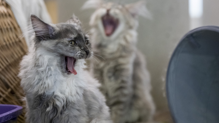 Домашние коты спасли хозяина от кипятка из прорвавшейся трубы