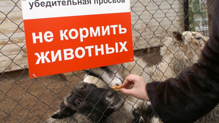 В мэрии Новосибирска предложили наказать журналистку, потрогавшую манула в зоопарке