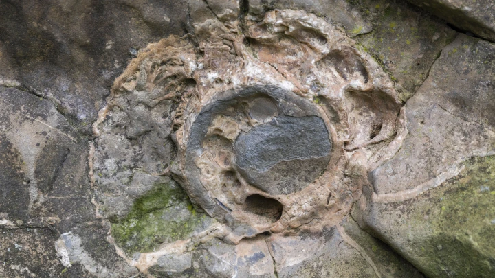 В Крыму нашли моллюска, который жил 172 миллиона лет назад