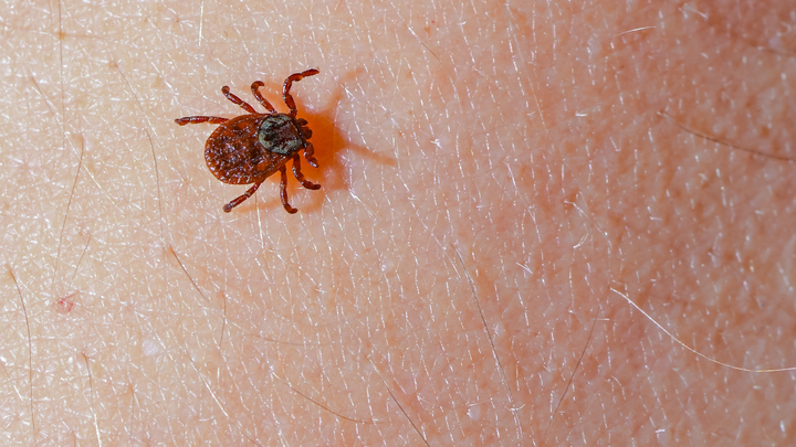 В Краснодарском крае с начала года от укусов клещей пострадали 4,5 тысячи людей