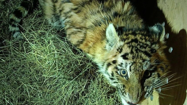 Одинокого тигренка-сироту нашли на обочине дороги в Хабаровском крае