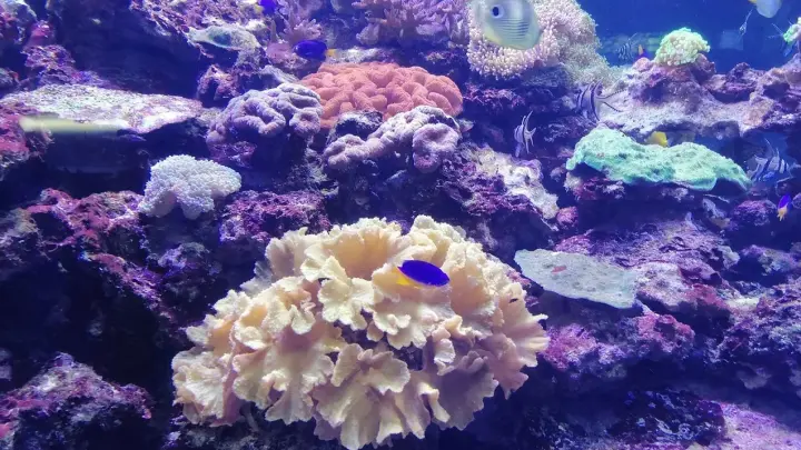 Ядовитые медузы нападают на русских туристов в Таиланде