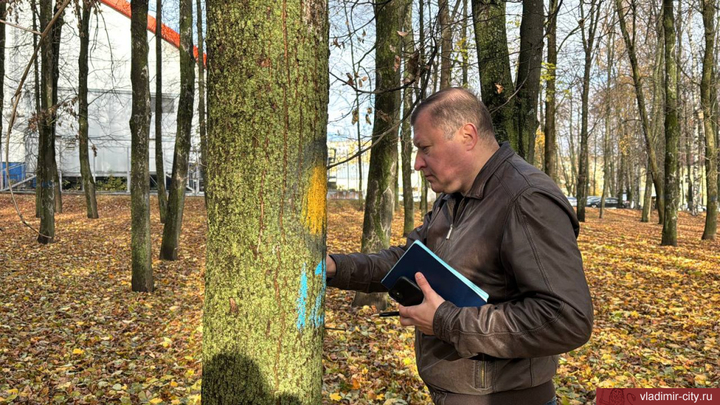 В Центральном парке Владимира по второму разу обследуют деревья