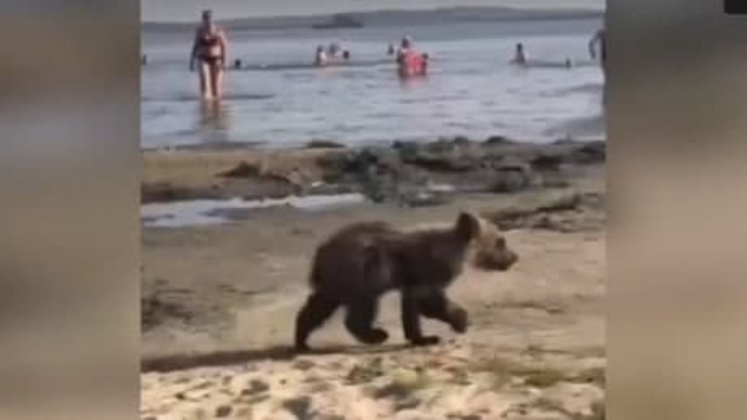 Видео собака привела медведей. Медведь на пляже в Северодвинске. Собака привела медведей жив ли. Миньоны подговаривают аборигена потрогать медведя видео.