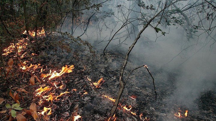 Лесной пожар потушили рядом с пансионатом Виктория под Геленджиком