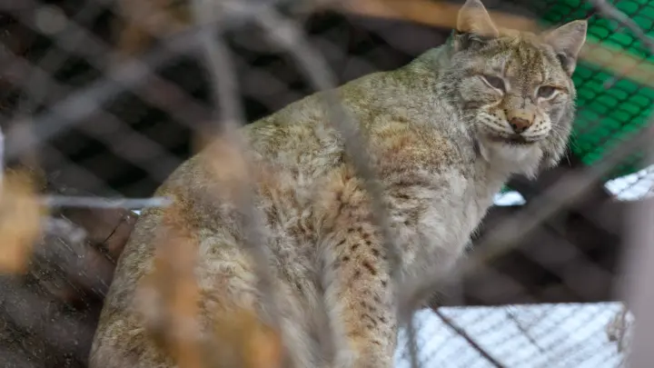 Рысь отправилась на челябинский завод и застряла в колючей проволоке