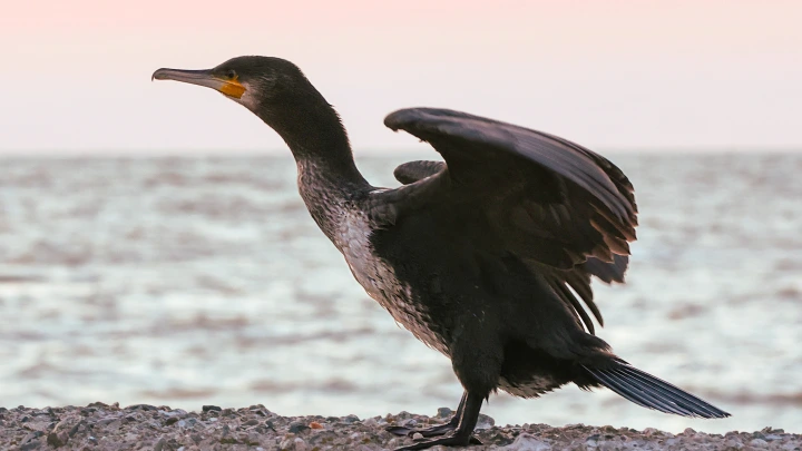 Глава Бурятии Цыденов поручил гонять бакланов беспилотниками из-за угрозы Байкалу
