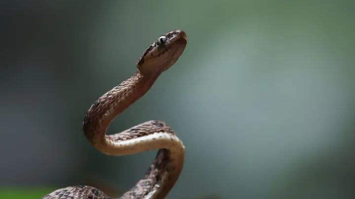 Универсальных препаратов от разных видов змей нет: Эксперт объяснил, был ли шанс спасти сотрудника Московского зоопарка после укуса змеи