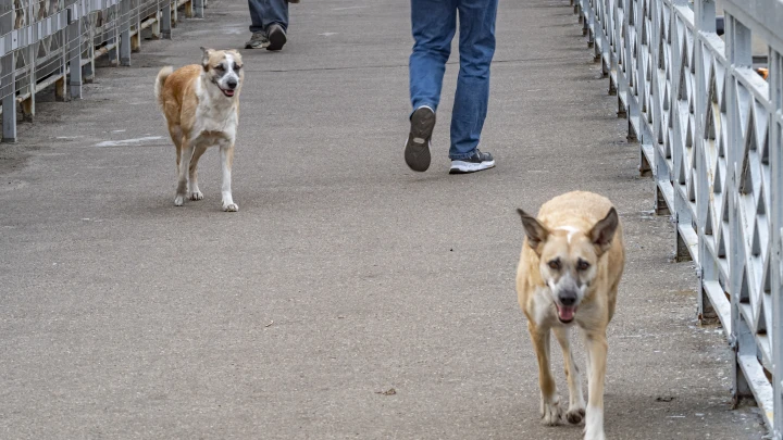 На Камчатке стая бродячих псов превратила детскую площадку в зону охоты: Нападают на женщин и детей снова и снова