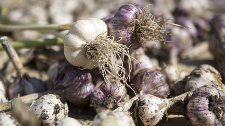 Эксперт назвал 5 суперпродуктов: Дешёвые, есть в любой стране мира