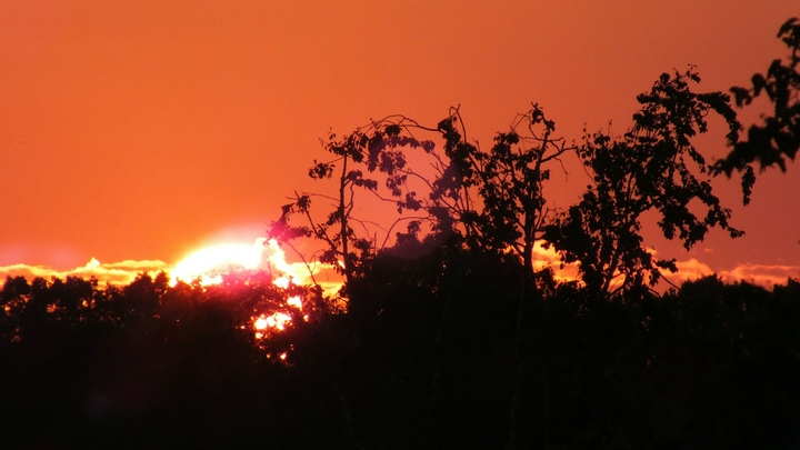 Субтропики: Москвичам пообещали рекордную жару в начале следующей недели