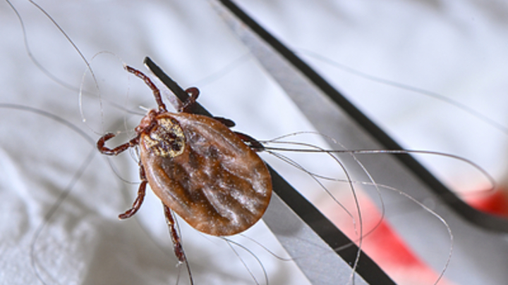 Как удалить присосавшегося клеща: Советы врача