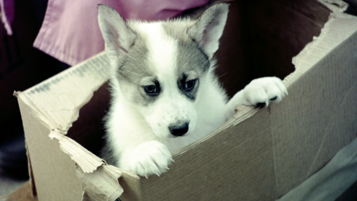 В Москве фотограф отсудил компенсацию за использование фото со щенками