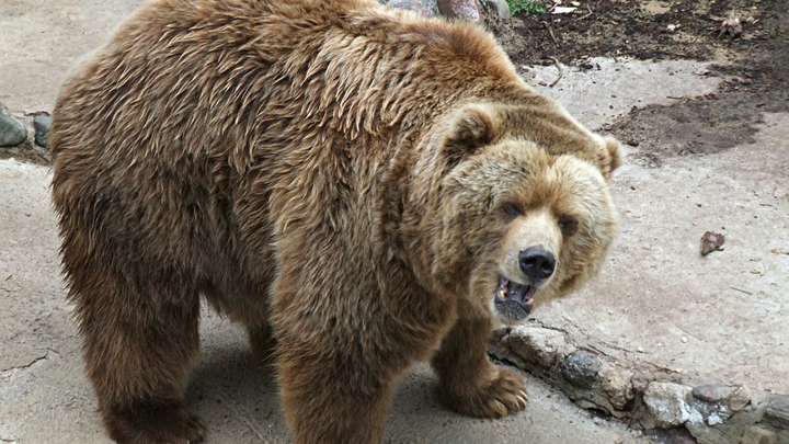 Бурый медведь задрал свинью и барана в Новосибирской области