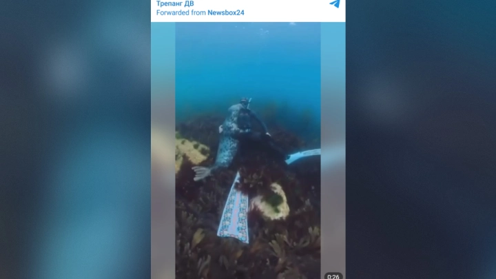 Нерпа устроила обнимашки с дайвером и попала на видео