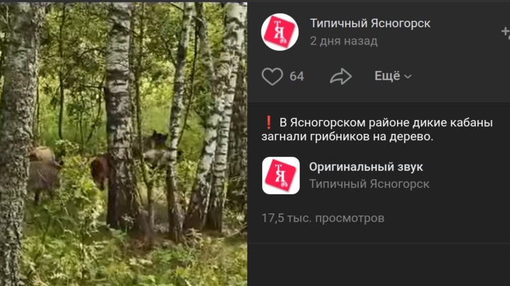 Во Владимирской области дикие кабаны загнали семью грибников с ребенком на дерево