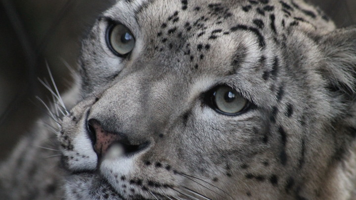 Экзотический хищник выгуливал хозяйку в центре Москвы
